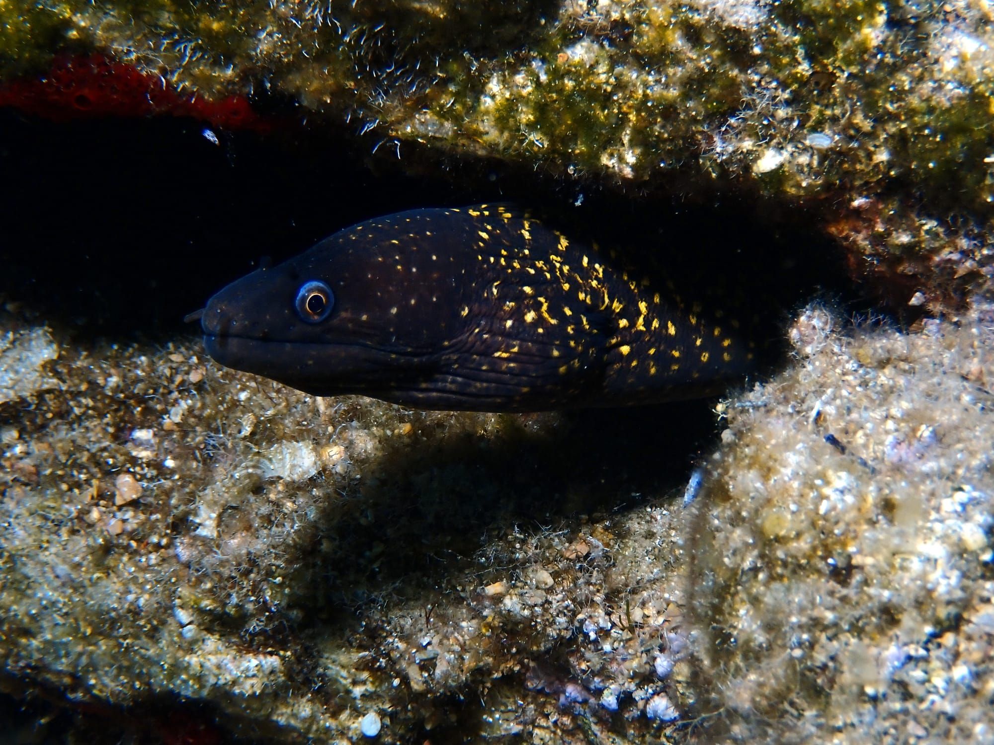 A moray eel looking out from its crevice in the reef