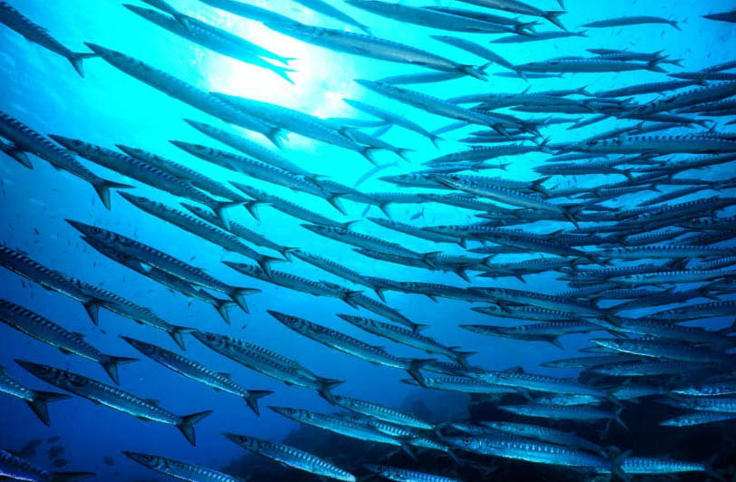 Barracuda Point