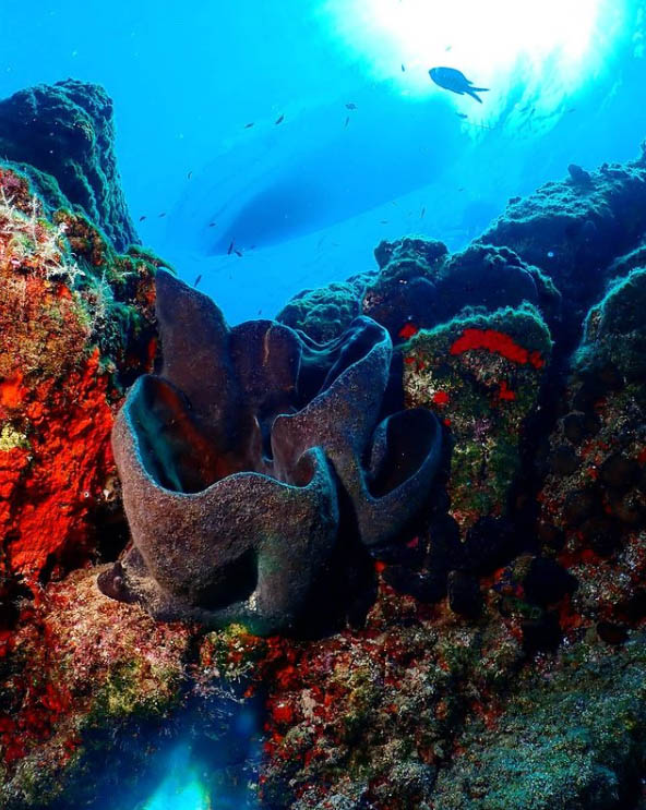 Big Reef, Reef
