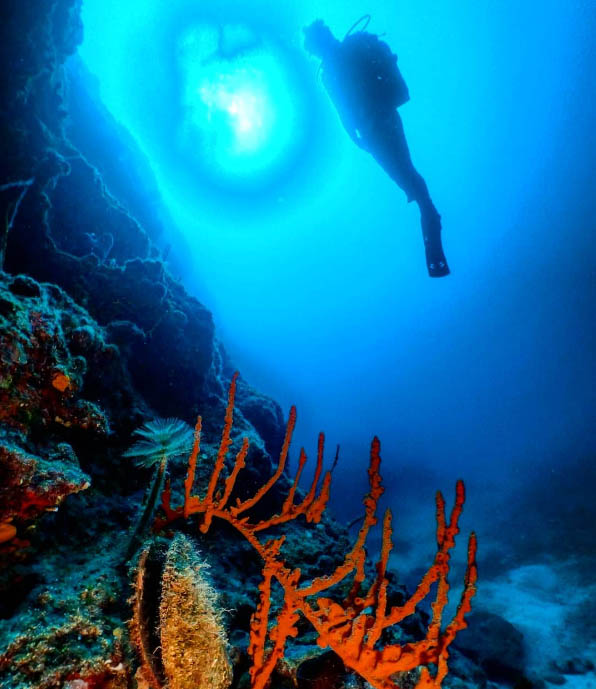Small Reef, Reef